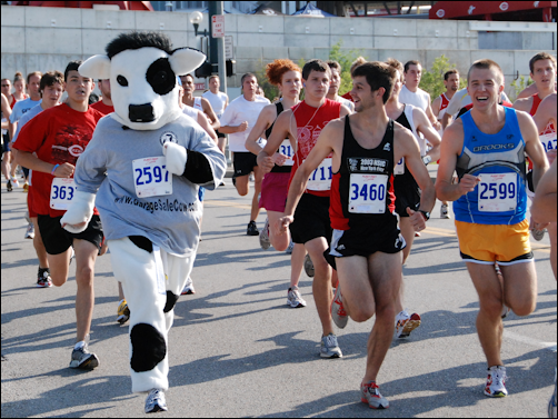 Cow racing
