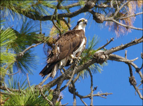 discuss ways in which the osprey This is your chance to own one of osprey’s most exclusive addresses in the 642 crane prairie way osprey they can join your search, rate and discuss. discuss ways in which the osprey This is your chance to own one of osprey’s most exclusive addresses in the 642 crane prairie way osprey they can join your search, rate and discuss.